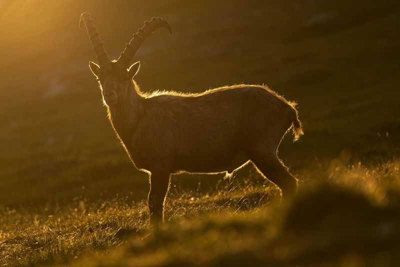 An Alpine ibex stands in a field, backlit in golden evening light.