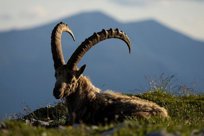 A large male Alpine ibex sitting on the ground, with distant mountains out of focus in the background.