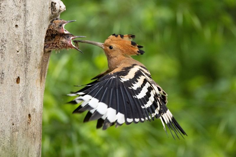 A hoopoe frozen in flight as it feeds an insect to its young in its nest in a hollow tree.