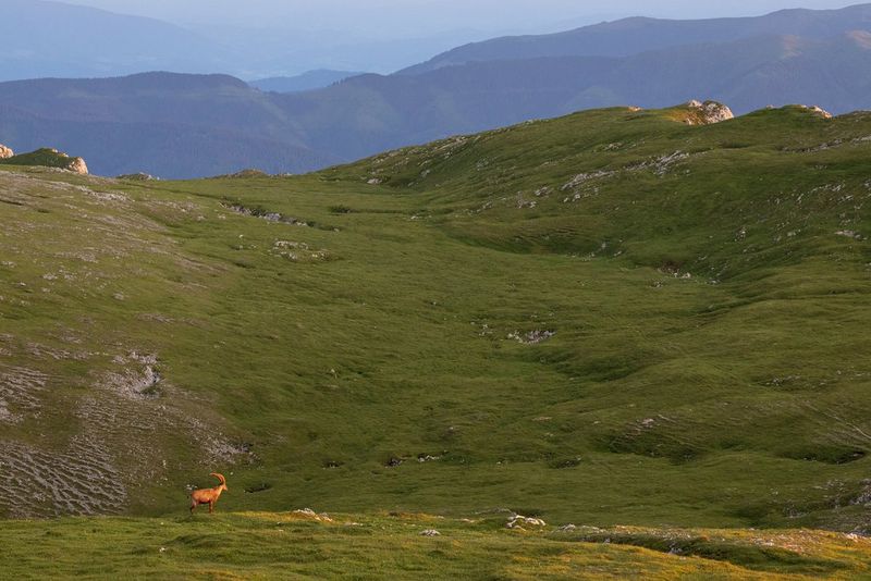 An Alpine ibex in a field, with a hill rising steeply behind it and more distant mountains in the background.