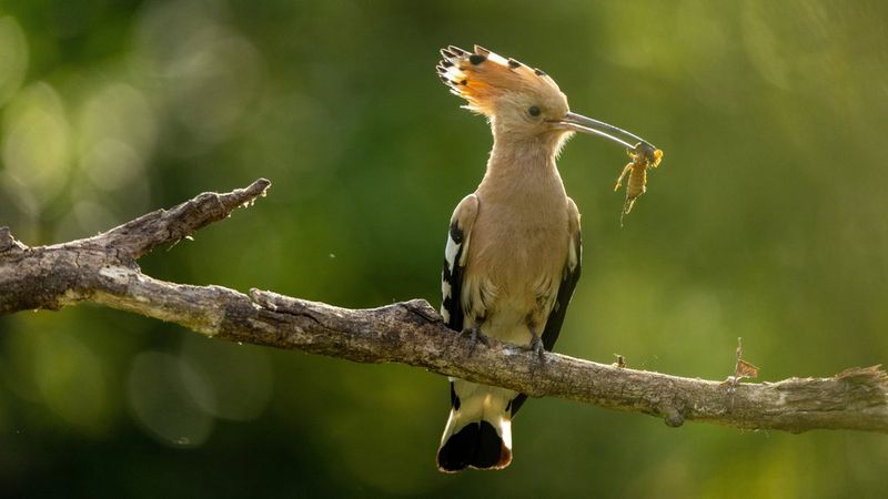 A hoopoe (Upupa epops) with an insect in its beak sits on a branch against a blurred background. Shot on Canon EOS R6 Mark II. © Christine Sonvilla & Marc Graf
