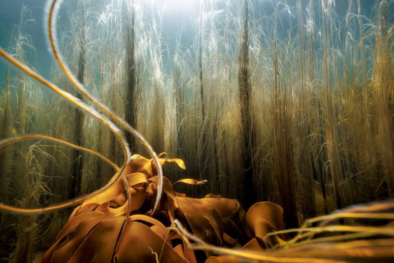 Ein Unterwasserbild, das einen Seetangwald mit einfallenden Lichtstrahlen zeigt, welche die Schönheit des Meeresbodens betonen.