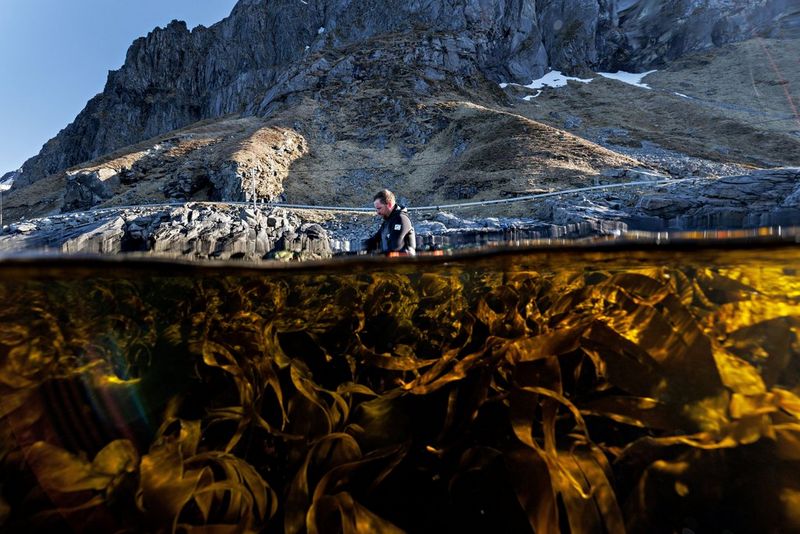 Ein zweigeteiltes Bild, auf dem das Motiv sowohl über als auch unter dem Wasser zu sehen ist. Unter Wasser gedeiht ein dichter Seetangwald, während oben ein Taucher am felsigen Ufer steht, mit hoch aufragenden Klippen im Hintergrund, unter einem strahlend blauen Himmel.
