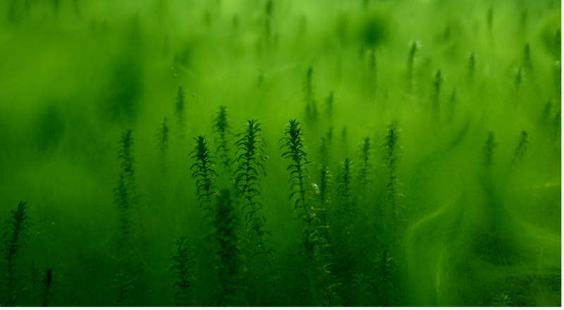 An immersive view of foliage underwater.