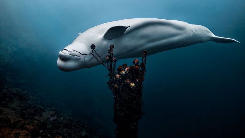Ein Unterwasserbild von Hvaldimir, einem Belugawal, der ein weggeworfenes Fischernetz in seinem Maul hält, mit dunklem Wasser im Hintergrund.