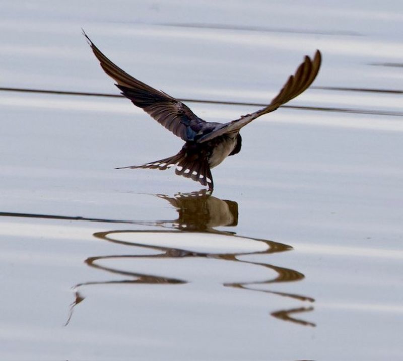 Avión roquero sobrevuela el agua a ras de la superficie; el reflejo de sus alas extendidas dibuja patrones elípticos en la superficie ondulada. Foto tomada con una cámara Canon EOS R5 Mark II y un objetivo Canon RF 100-500mm F4.5-7.1 L IS USM.
