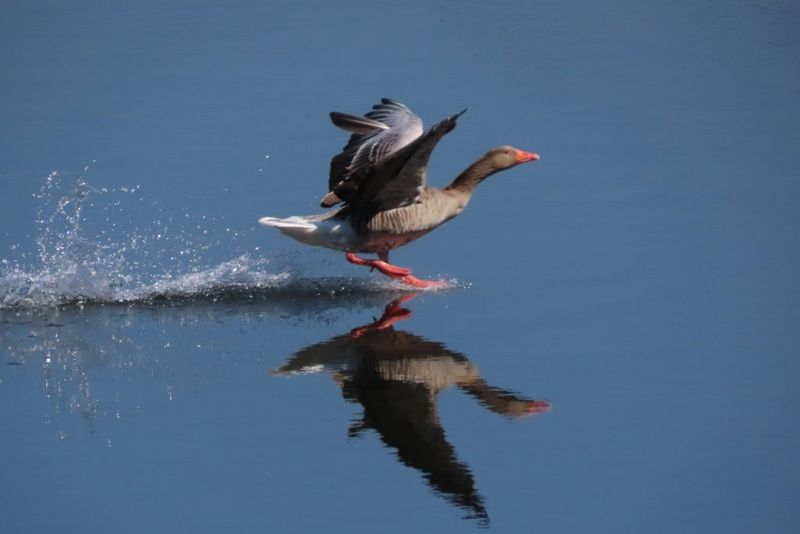 Ganso común roza la superficie de un lago, con sus alas abiertas y sus patas dejando una estela de gotas a su paso. Toda la escena se refleja en el agua. Foto de fauna salvaje tomada con una cámara Canon PowerShot SX70 HS.