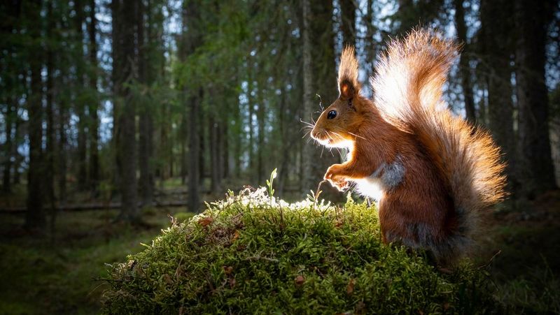 A red squirrel stands on a mound of moss with light shining through its raised tail and outlining its head and body, a forest out of focus in the background. Backlit wildlife photo taken by Dani Connor with a Canon camera and lens.