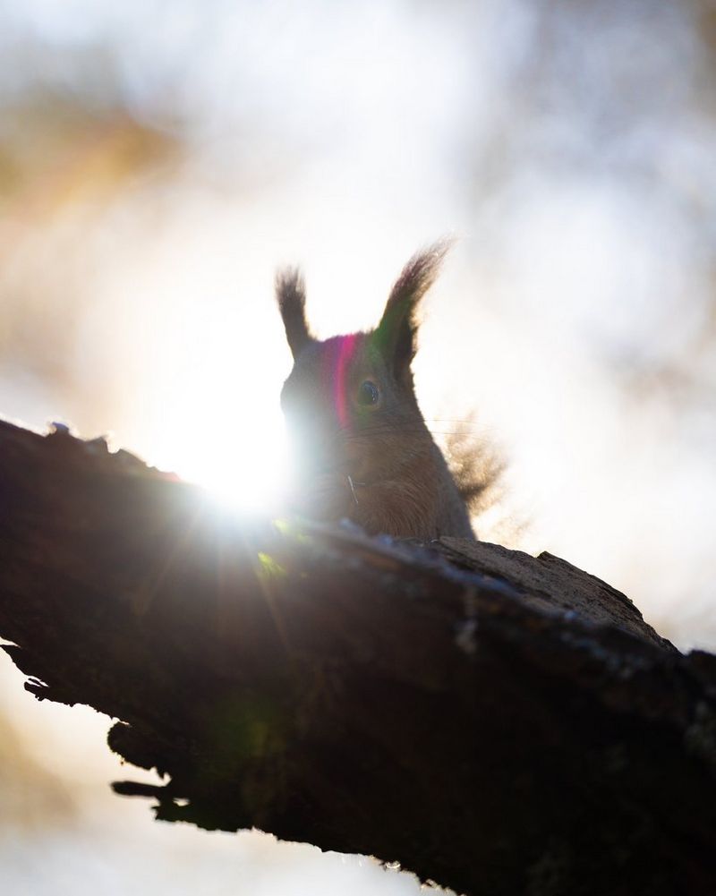 A red squirrel on a tree branch, backlit by the sun bursting around its body with visible flare. Wildlife photo taken by Dani Connor on a Canon EOS R6 Mark III with a Canon RF 135mm F1.8L IS USM lens.