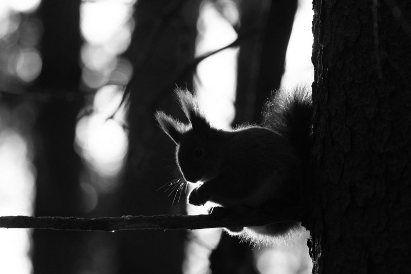 A black and white wildlife photo of a backlit red squirrel, the outline of its ear tufts and body beautifully rim-lit. Taken by Dani Connor on a Canon EOS R6 Mark III with a Canon RF 100-500mm F4.5-7.1 L IS USM lens.
