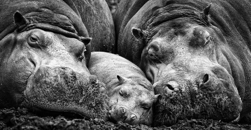 Two adult hippos lying in the mud, with a baby hippo sleeping between them. Photo taken on Canon by Marina Cano.