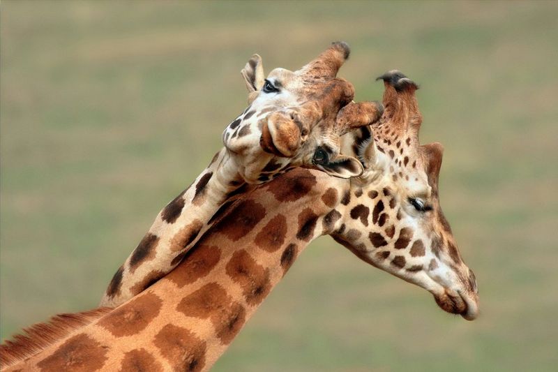 A close-up of two young giraffes, one with its neck resting on the back of the other's neck. Photo taken on Canon by Marina Cano.