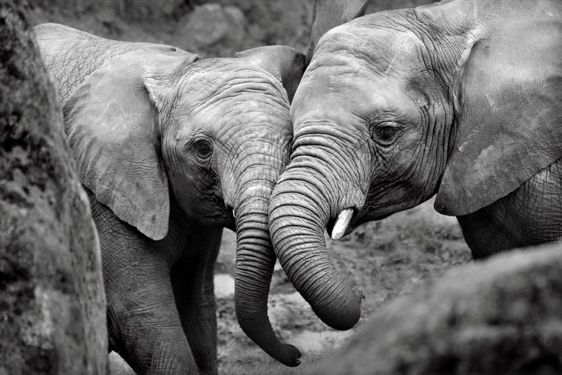 Two young elephants playfully rub trunks. Photo taken on Canon by Marina Cano.