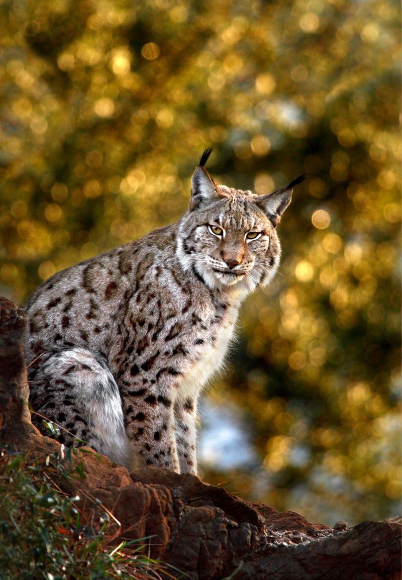 A Boreal lynx sitting on the branch of a tree is lit in golden evening light. Photo taken on Canon by Marina Cano.