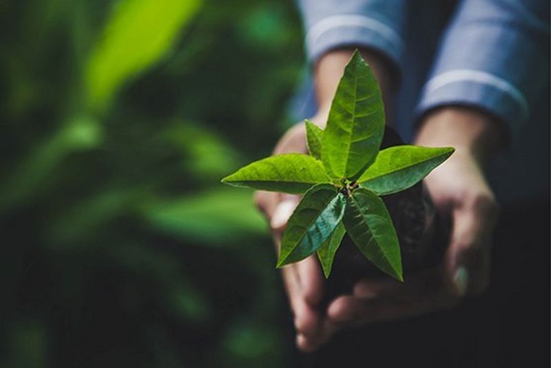 Canon and sustainability