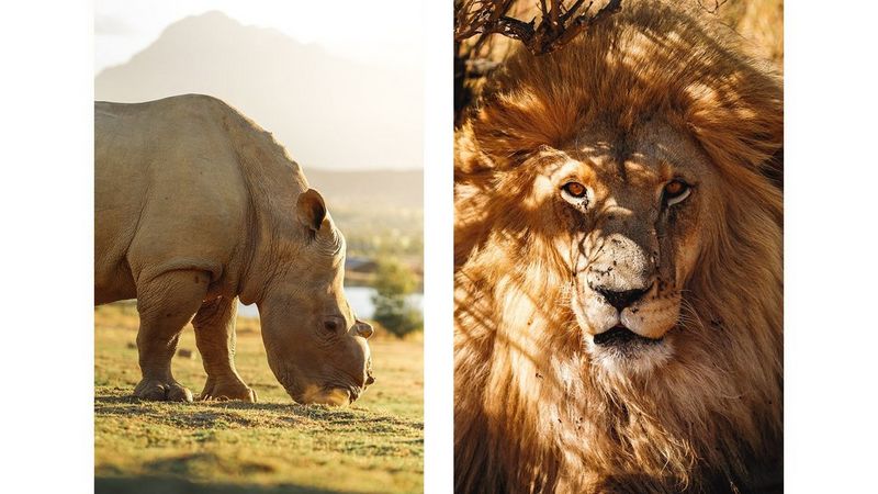 Canon EOS RP sample animals