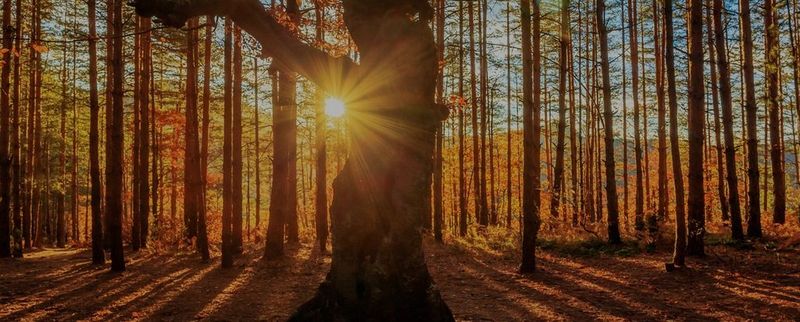 Sunlight shines through the trees in an autumnal forest. 