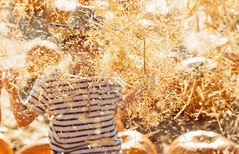 A child throws an armful of hay in the air in golden sunlight.