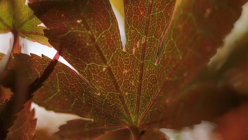 A close-up of a snail on a leaf. Taken on a Canon EOS 77D with a Canon EF-S 35mm f/2.8 Macro IS STM lens.