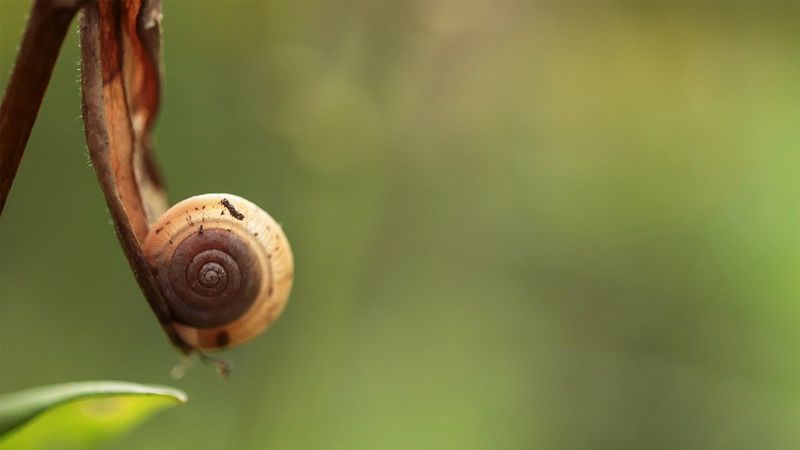 A close-up of a moth on a leaf. Taken on a Canon EOS 77D with a Canon EF-S 35mm f/2.8 Macro IS STM lens.