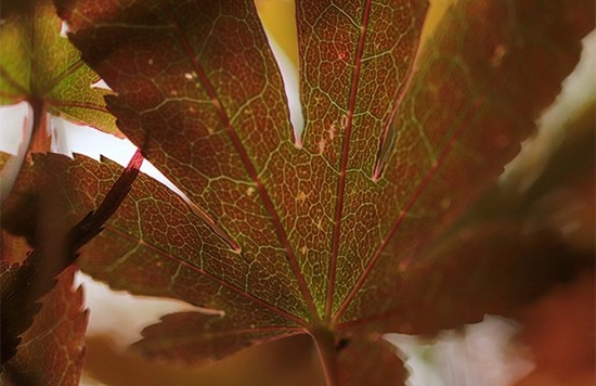 Macro photography tips