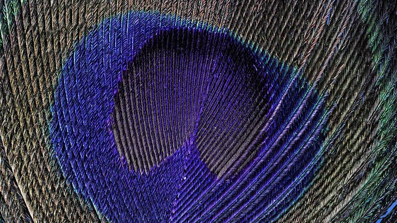 צבר מעובד במלואו של 100 פריימים המציג נוצת טווס בצילום תקריב, שצולמה על-ידי מאט דוּג במצלמת Canon EOS R10 בשימוש בפונקציית שילוב העומקים של תיחום המיקוד בתוך המצלמה.