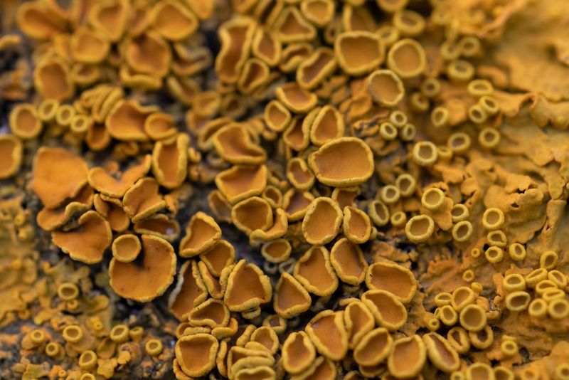 צילום תקריב של סלע שעליו מתקיימות צורות חיים שונות, כמו פטריות וטחב, שצולם במצלמת Canon EOS R10 על-ידי מאט דוּג.