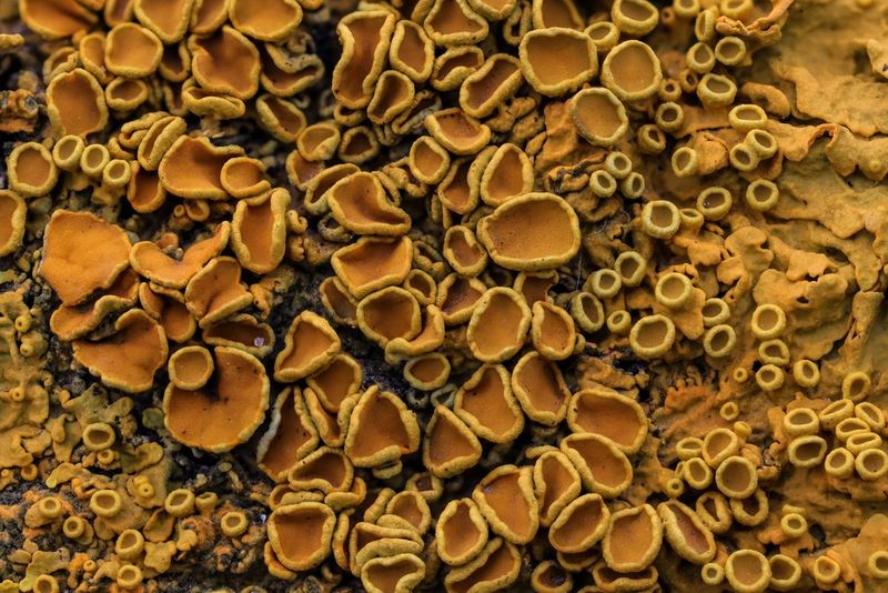 ערימה מעובדת במלואה של מספר תמונות של סלע שעליו פטריות וטחב. התמונות צולמו על-ידי מאט דוּג במצלמת Canon EOS R10 ועובדו בתוך המצלמה.