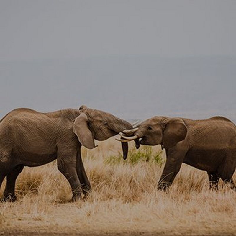 Two elephants face each other and cross trunks.