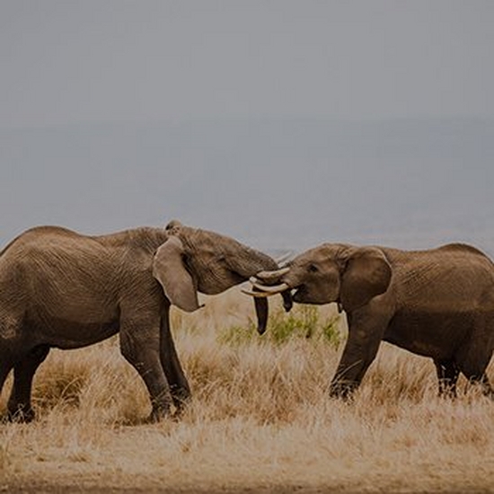 Two elephants face each other and cross trunks.