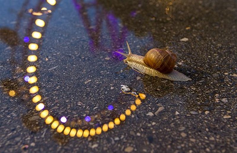 A squirrel looks up, paws in front of its body, surrounded by a field of white daisies and lush green grass up to its shoulders.