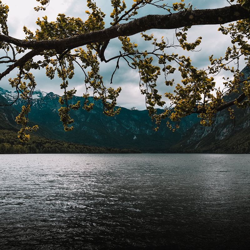 The branches of a tree stretch out over a lake.