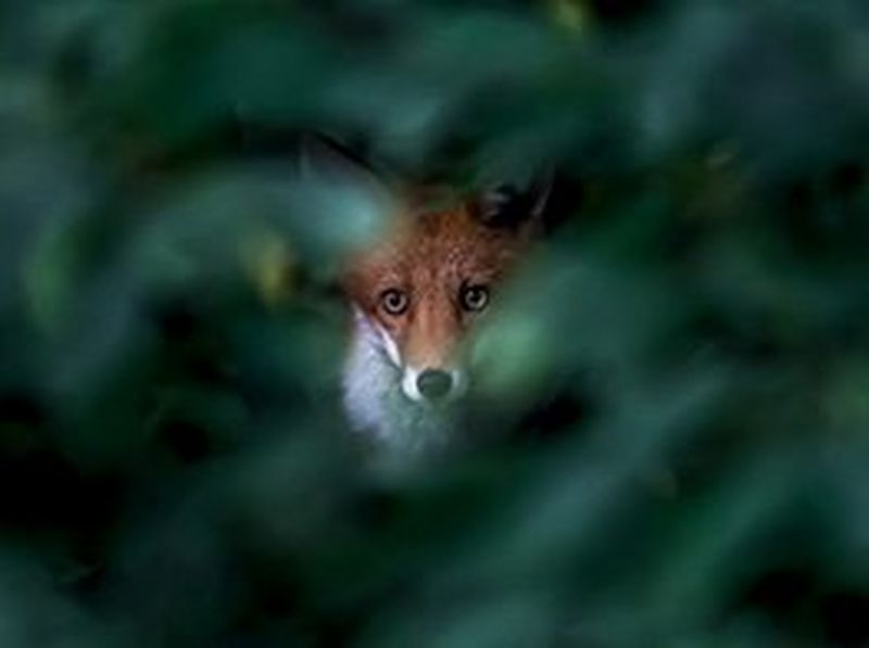 canon-get-inspired-ossi-saarinen-urban-nature-photography-story-1-263x196