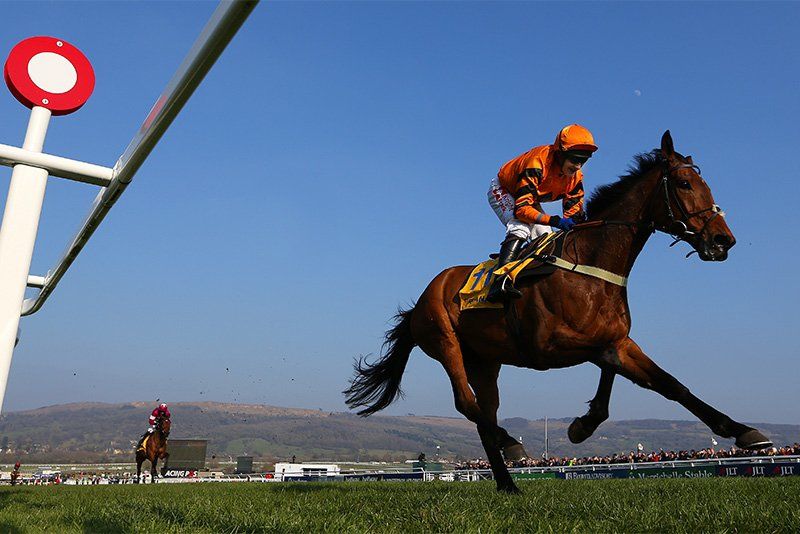 A close-up of a horse mid-stride. Photo by Marc Aspland.