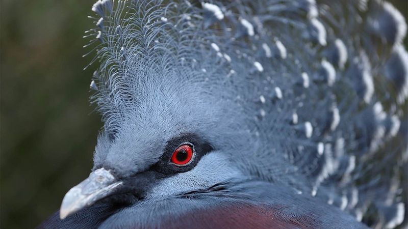 Close-up of a blue bird with elegant plumage.