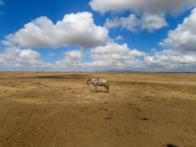 A shot of a wildebeest on the plain of Nairobi National Park, Kenya. 