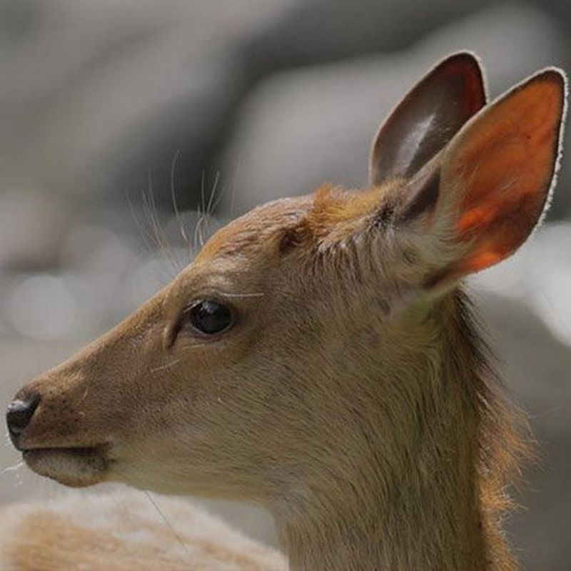 Технологии фокусировки объектива