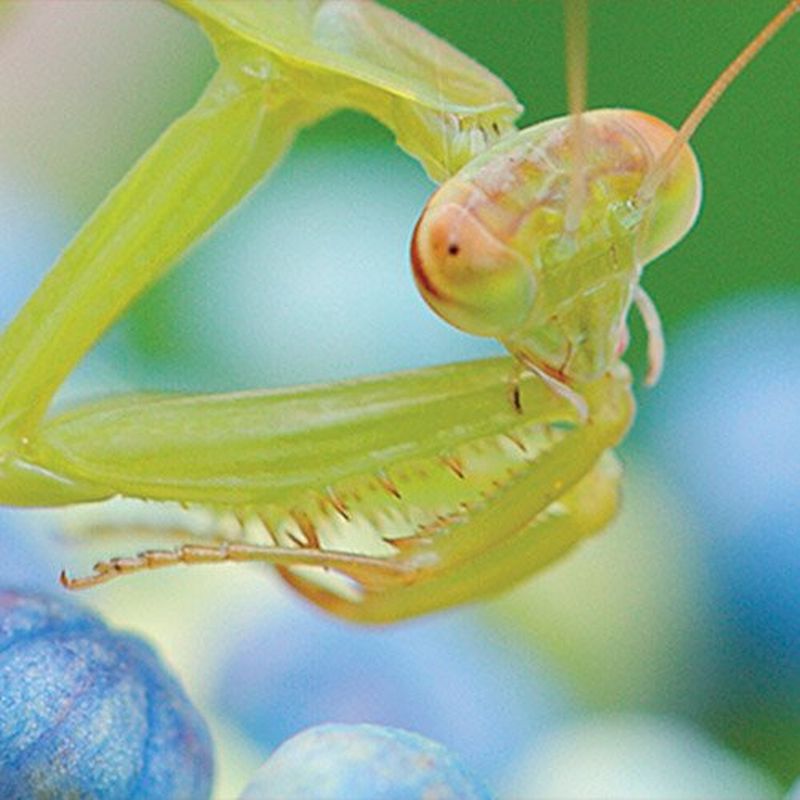 Объективы для макросъемки