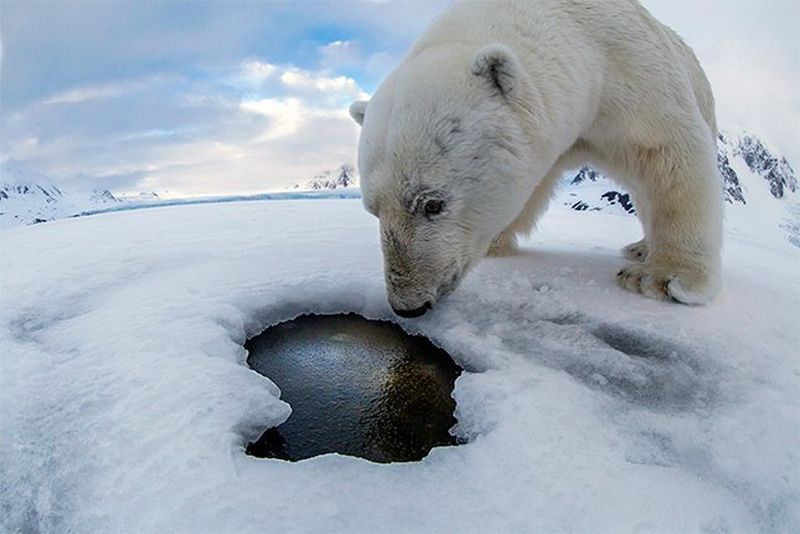 A polar bear takes a close look into a breathing hole in the Arctic ice.