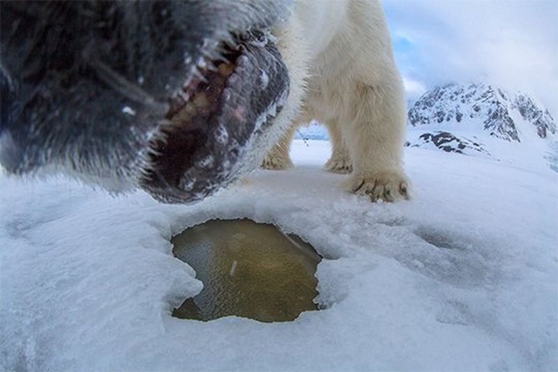 The polar bear's muzzle almost in contact with the camera.