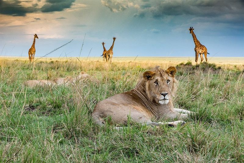 A young male lion lies in green grass with his head up and facing us. Another lion is just visible behind him, lying flat, and four giraffes roam behind them both.