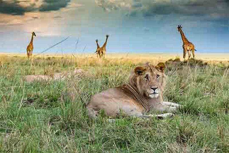 A young male lion lies in green grass with his head up and facing us. Another lion is just visible behind him, lying flat, and four giraffes roam behind them both.