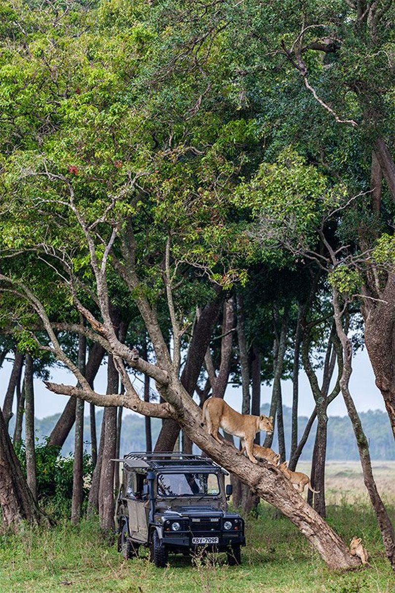 A female lion and three cubs play on the trunk of a tree that’s growing at a 45-degree angle. A camouflaged 4x4 car is beneath the tree.