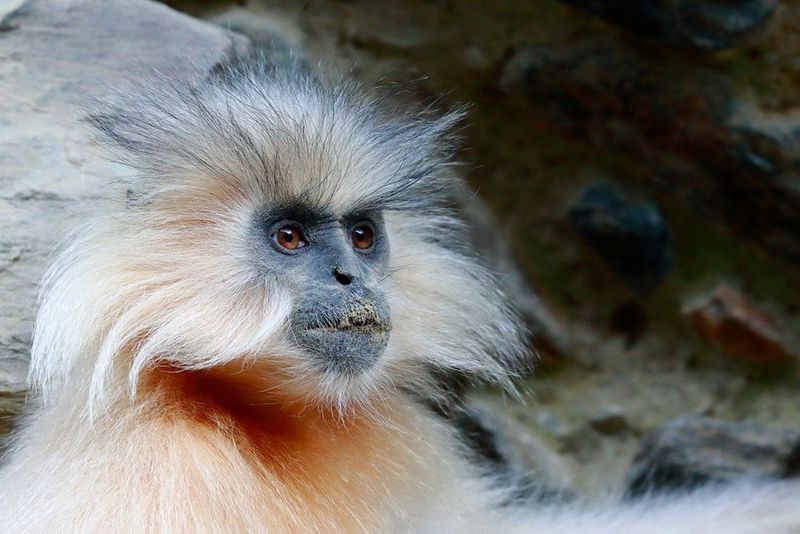 A portrait of a Gee's golden langur, photographed by Christian Ziegler in Bhutan.