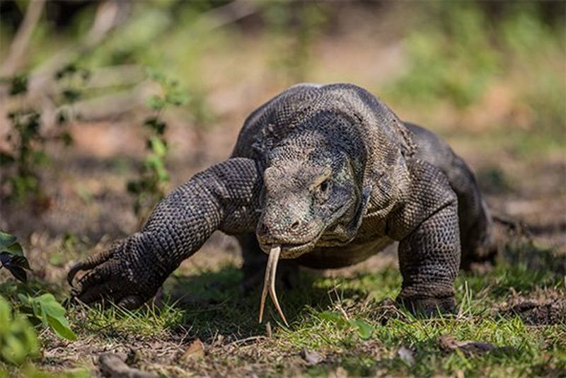 Fergus Kennedy on the challenges of getting authentic Komodo dragon shots.