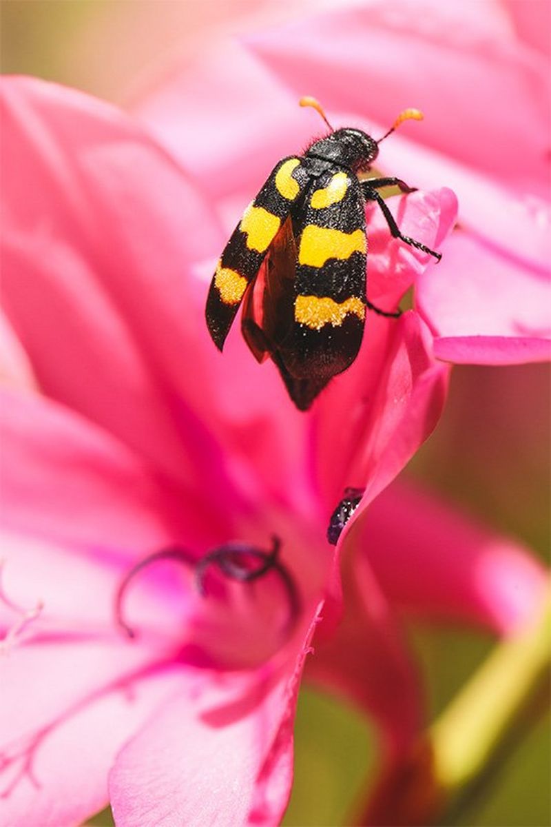 A bee in a pink flower.