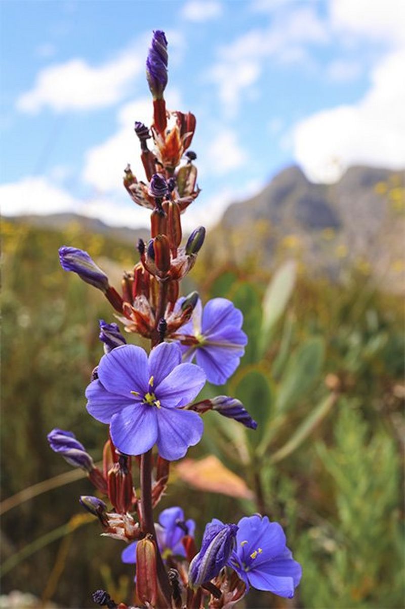 A tall purple flower.