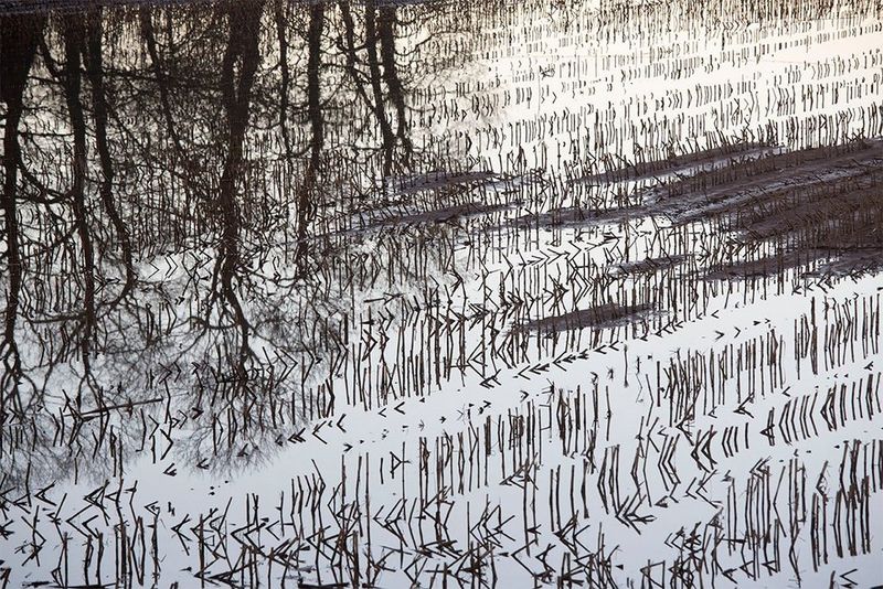 Spikes of vegetation stick up through the water in a flooded field