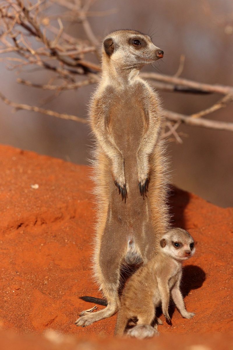 A close up of a meerkat and its pup shot on the Canon EOS-1D X Mark III.