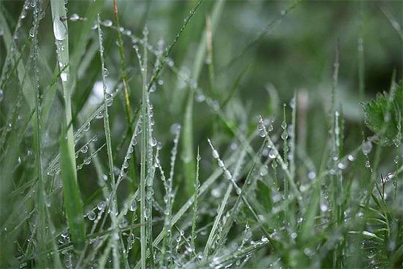 A macro shot of grass, taken with a Canon RF 24-240mm F4-6.3 IS USM lens.